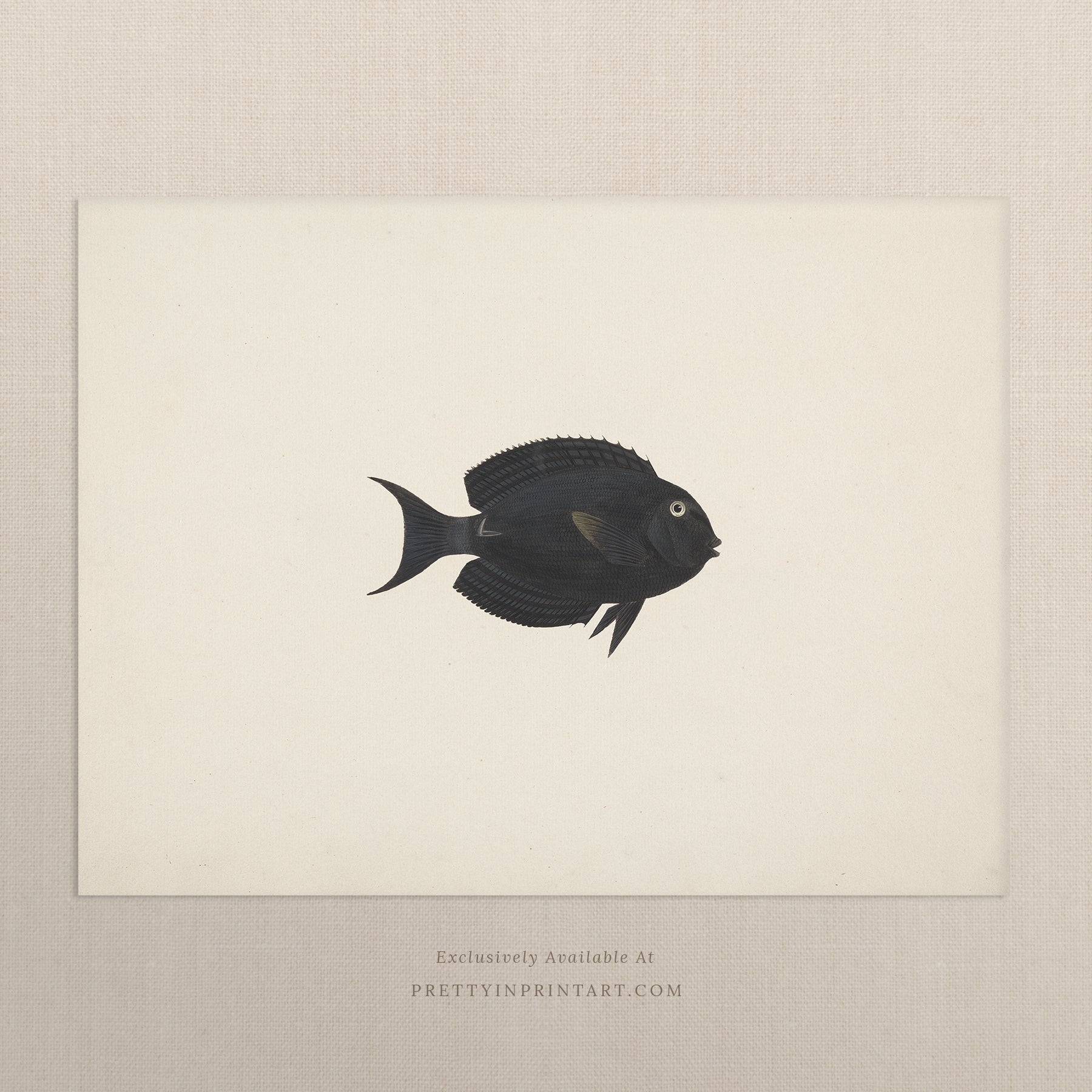 Vintage Fish Art Print 00713 |  Unframed