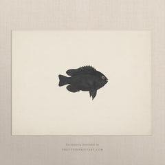 Vintage Fish Art Print 007014 |  Unframed
