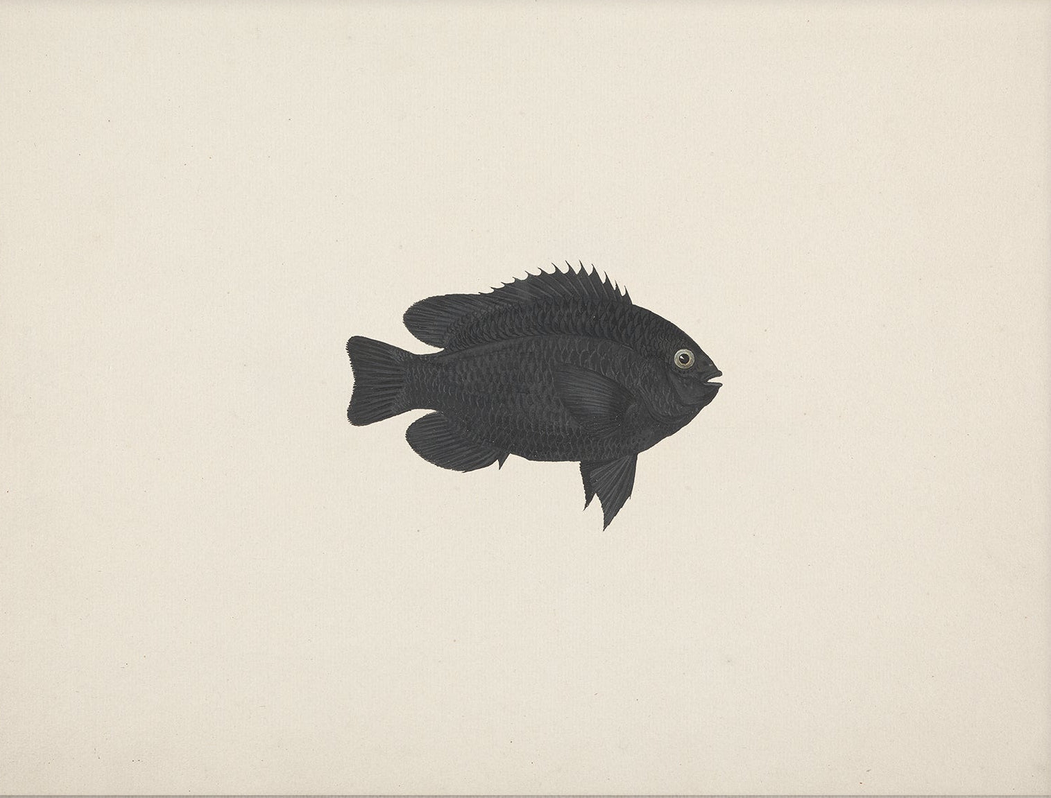 Vintage Fish Art Print 007014 |  Unframed