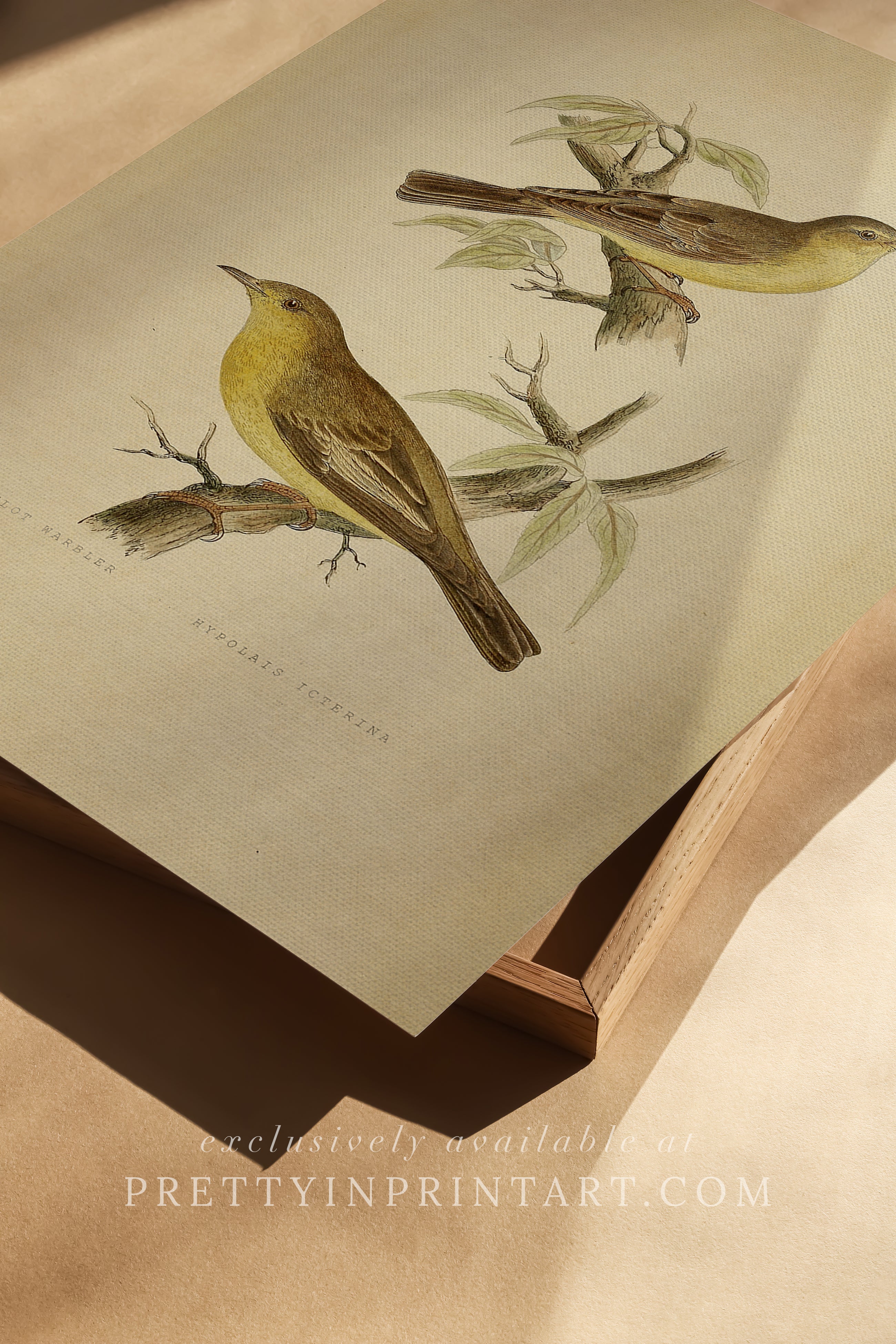Nature Wall Art – Vintage Bird Print for Traditional Interiors 005 |  Unframed