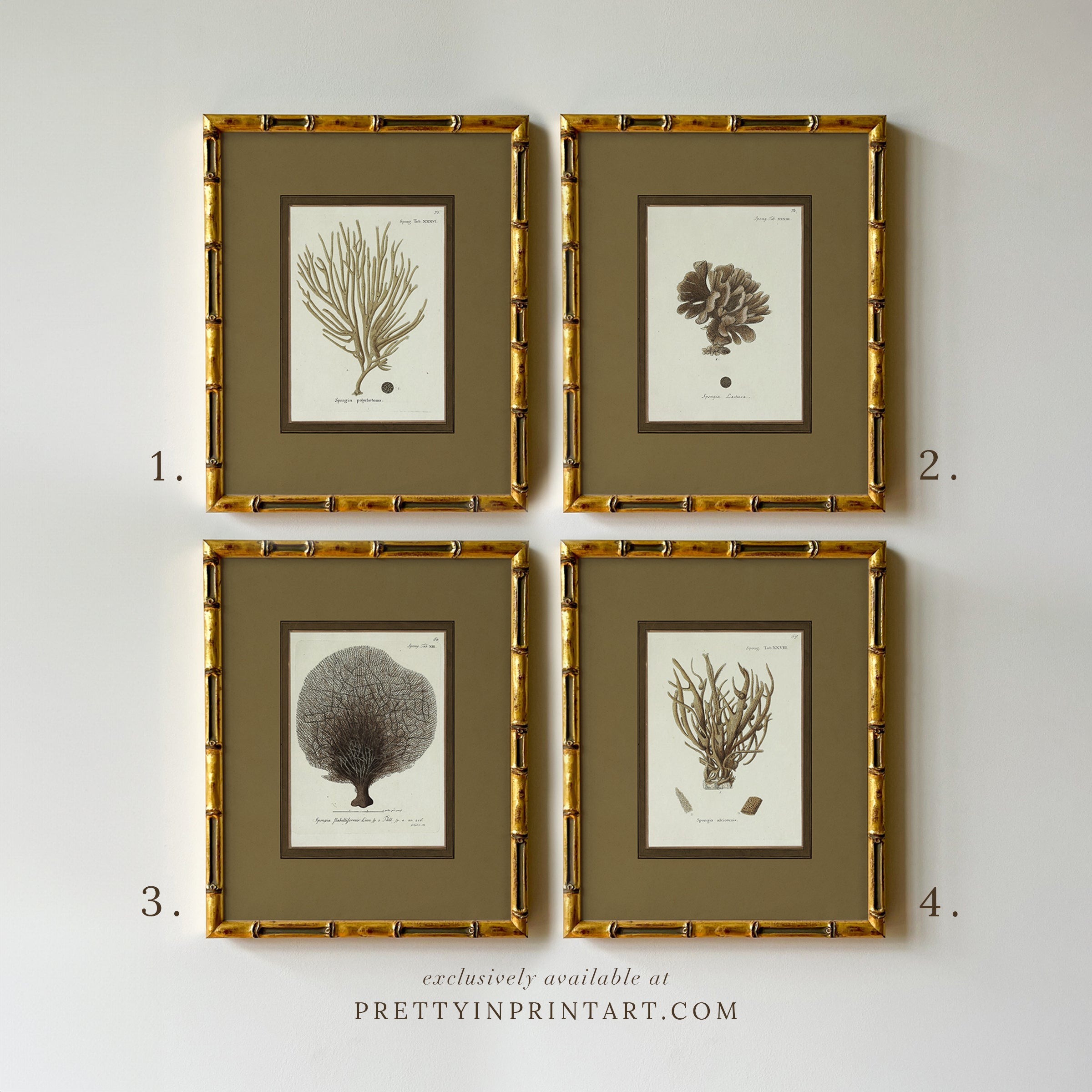 Vintage sea sponge still life botanical art print in gold bamboo frame