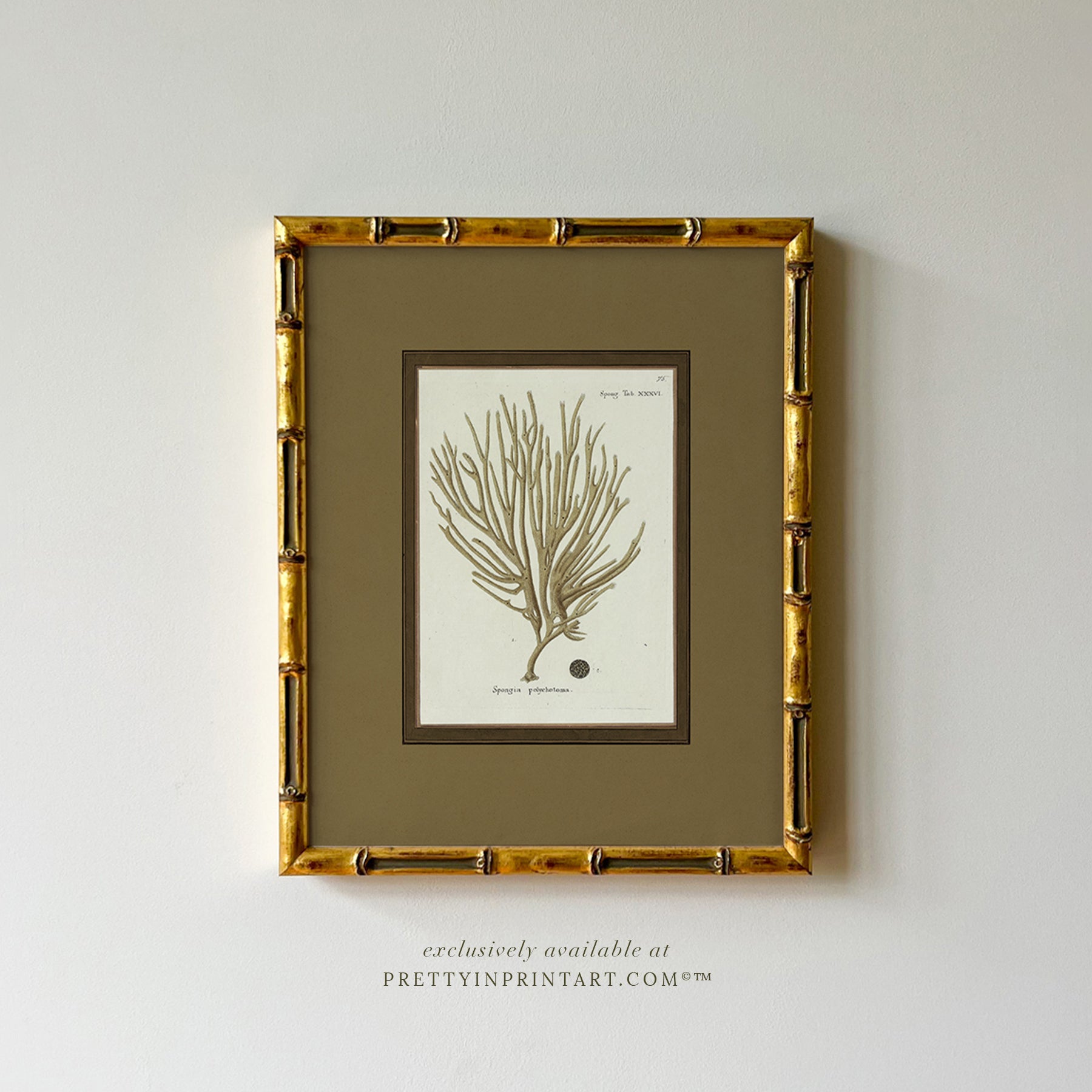 Vintage sea sponge still life botanical art print in gold bamboo frame