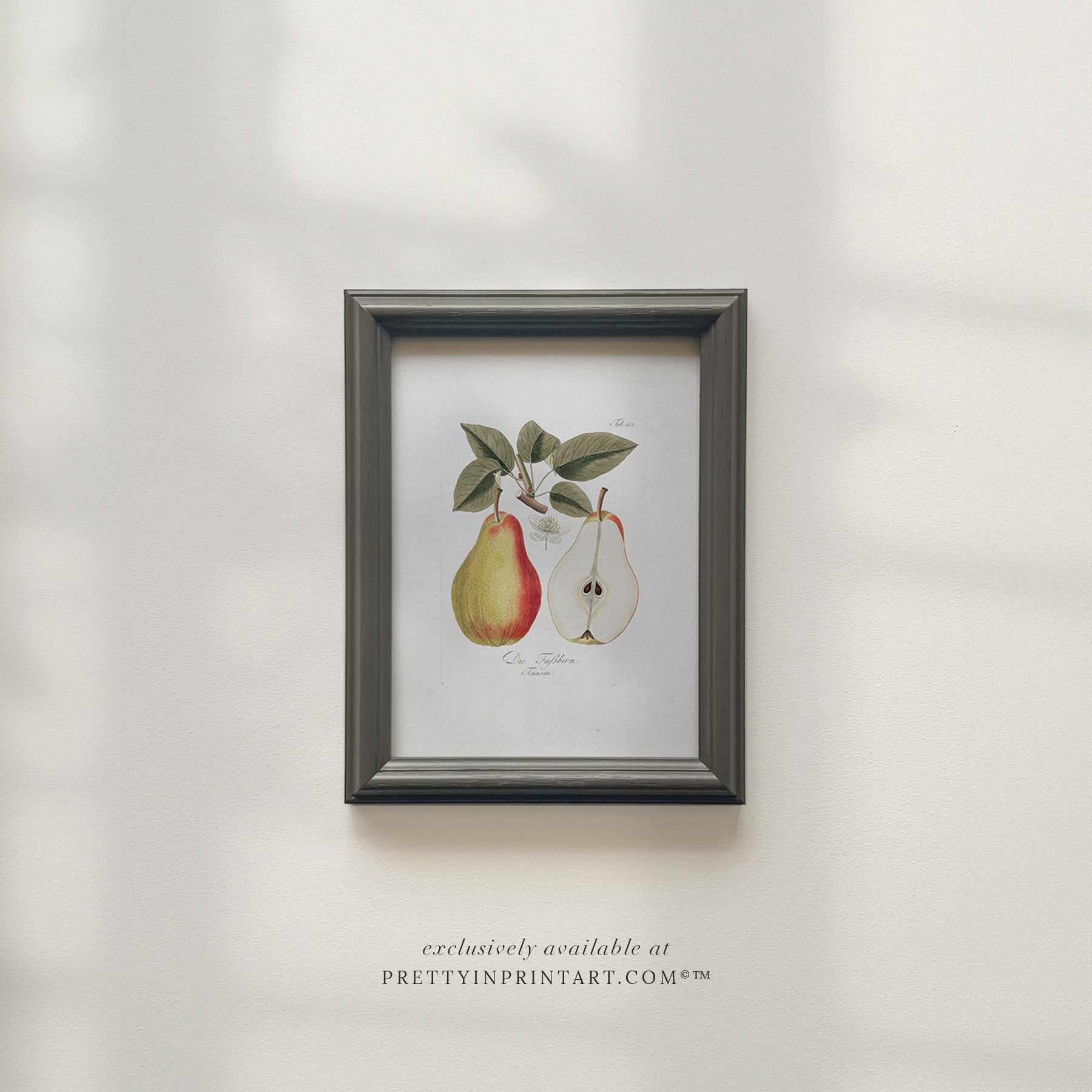 Vintage pear still life art print featuring classic fruit illustration, ideal for kitchen, dining room, or traditional home wall decor