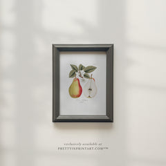 Vintage Pear Still Life Art Print 00262 | Framed in 00303
