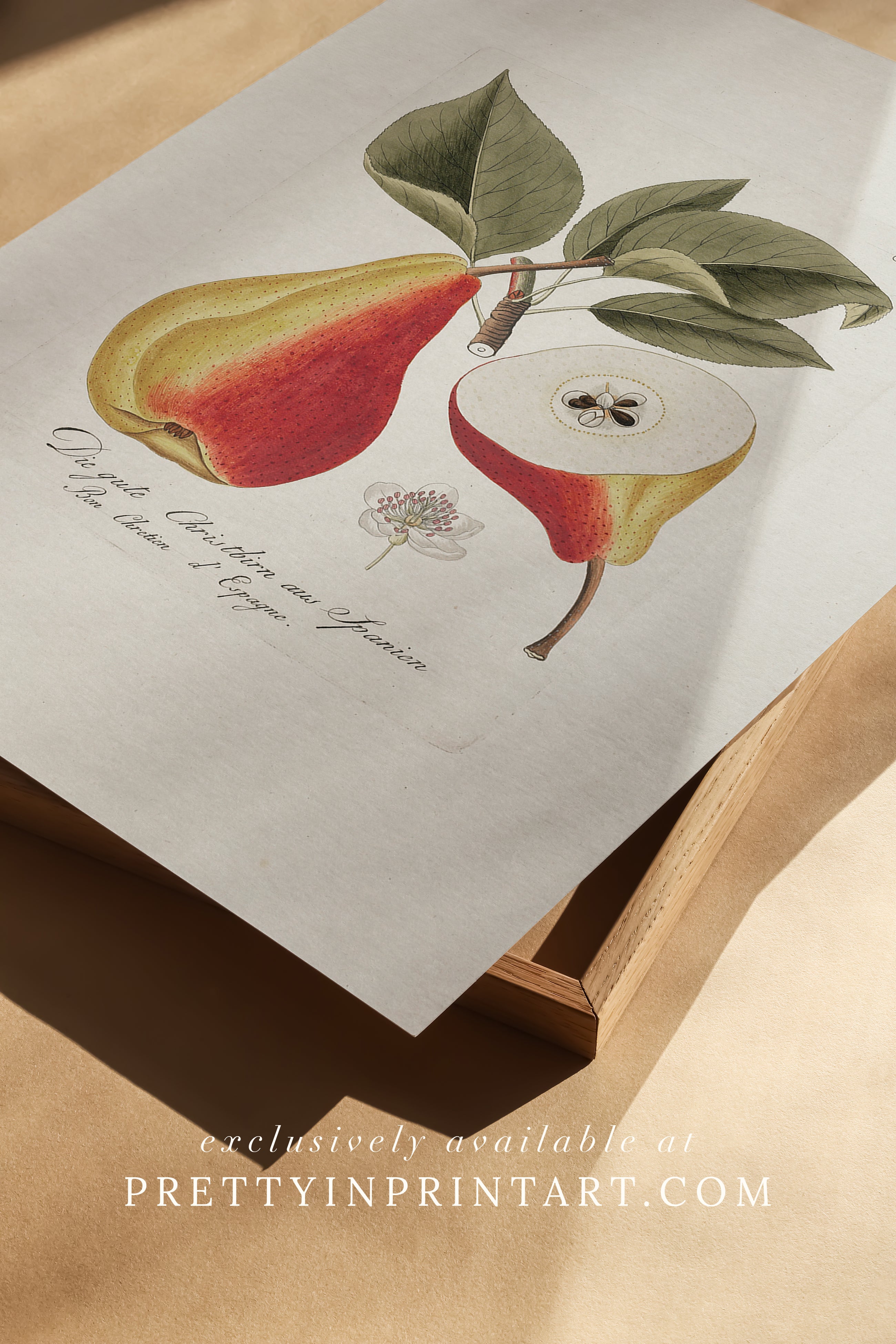 Vintage pear still life art print featuring classic fruit illustration, ideal for kitchen, dining room, or traditional home wall decor