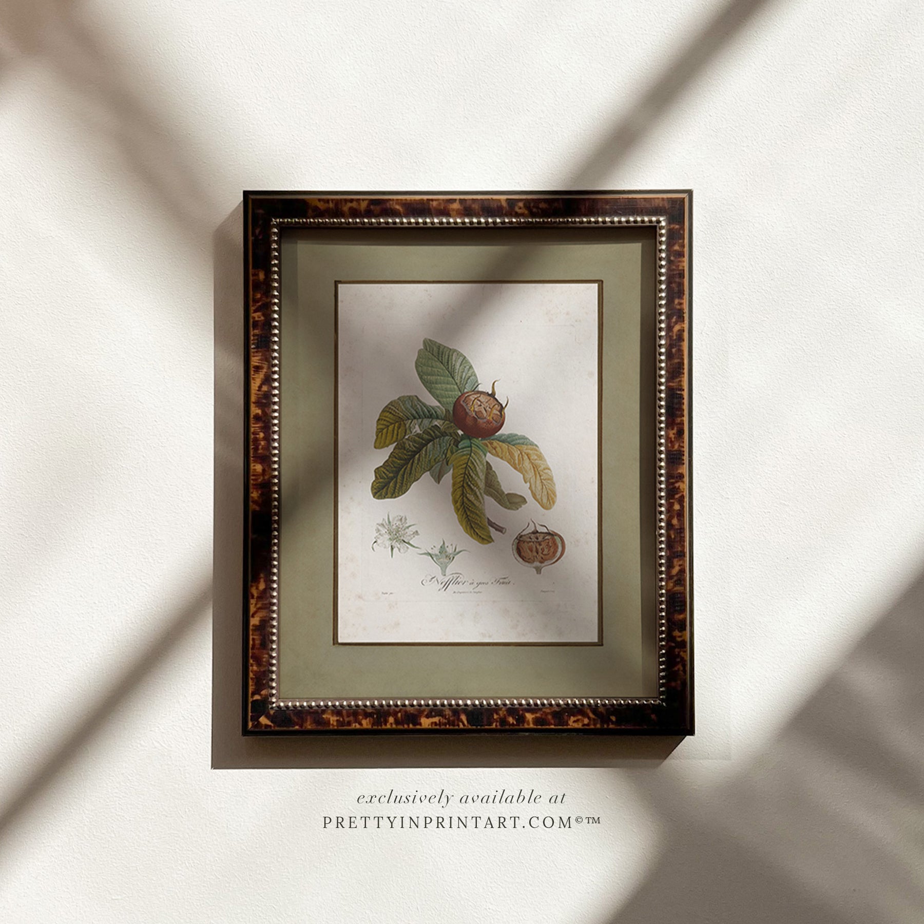 Framed vintage medlar fruit botanical print in tortoise effect frame, showcasing antique botanical illustration