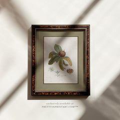 Framed Vintage Botanical Art; Medlar