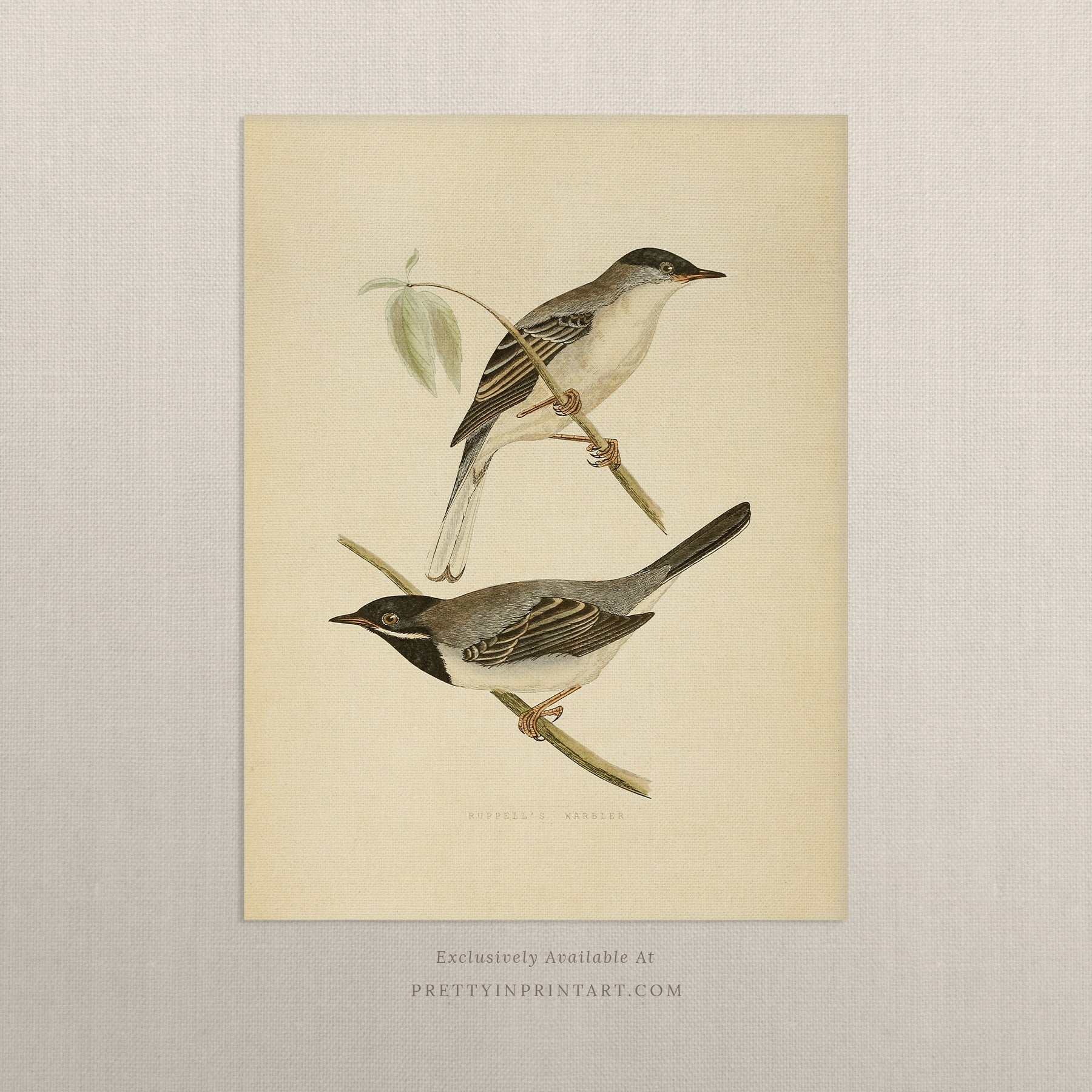 Vintage Bird Print – Nature Illustration Wall Decor 004 |  Unframed