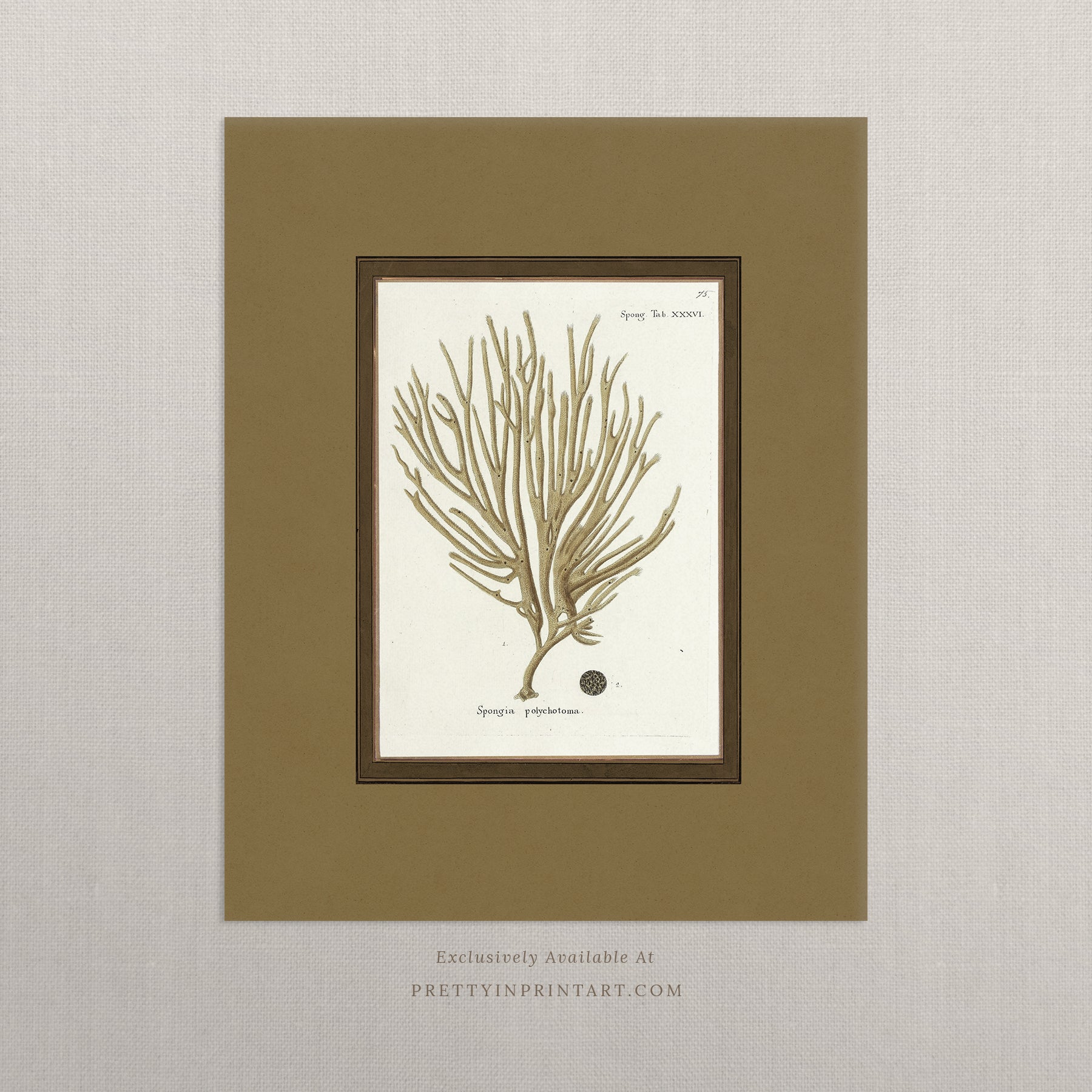 Vintage sea sponge still life botanical art print unframed