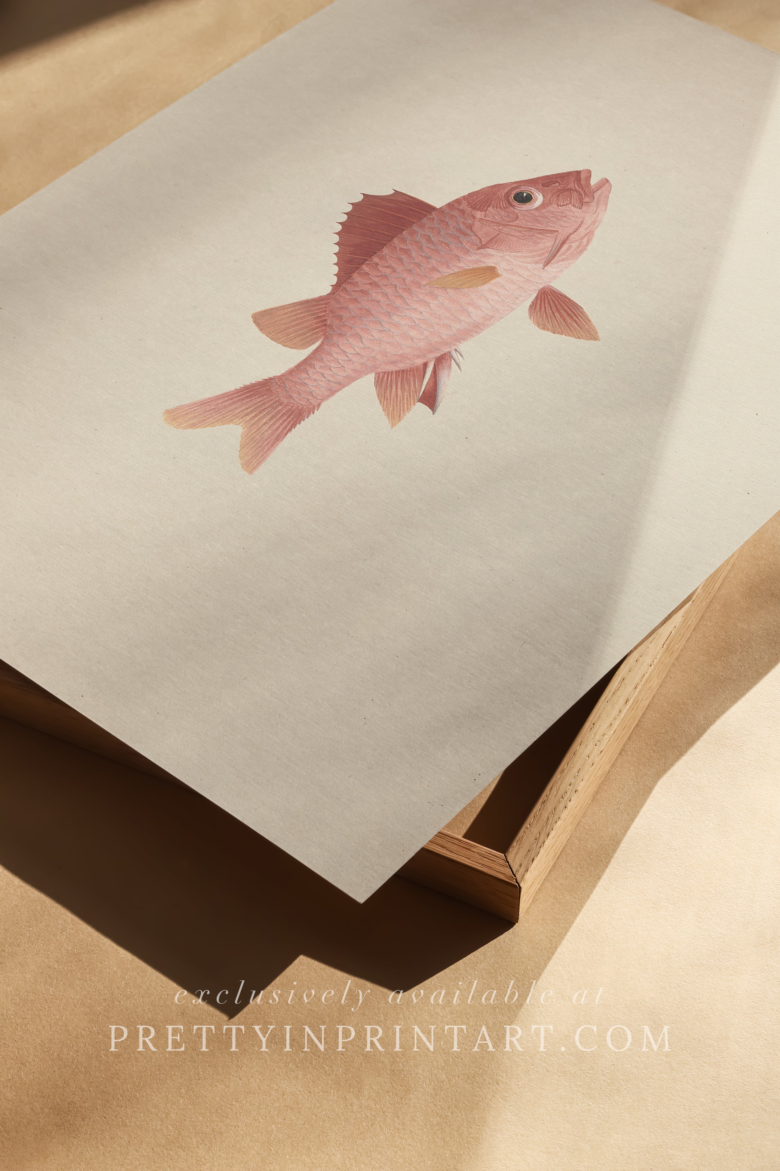 Vintage Fish Art Print 00701 |  Unframed