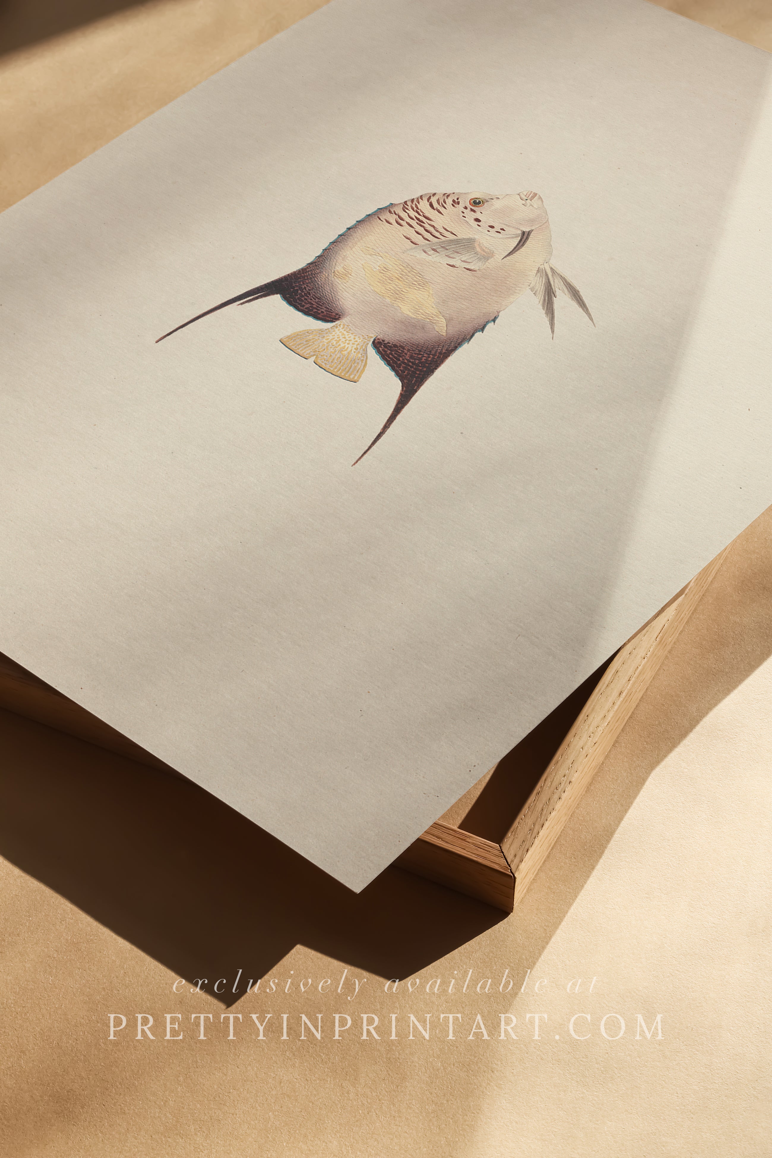 Vintage Fish Art Print 00702 |  Unframed