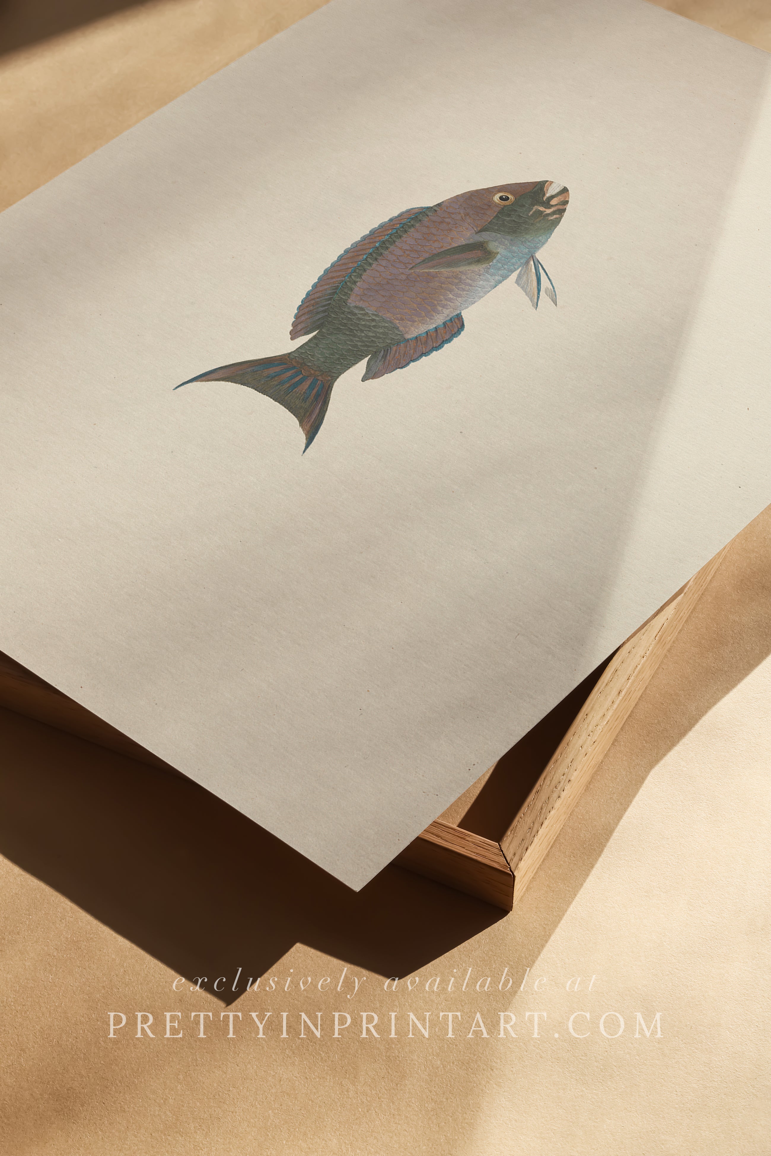 Vintage Fish Art Print 00704 |  Unframed