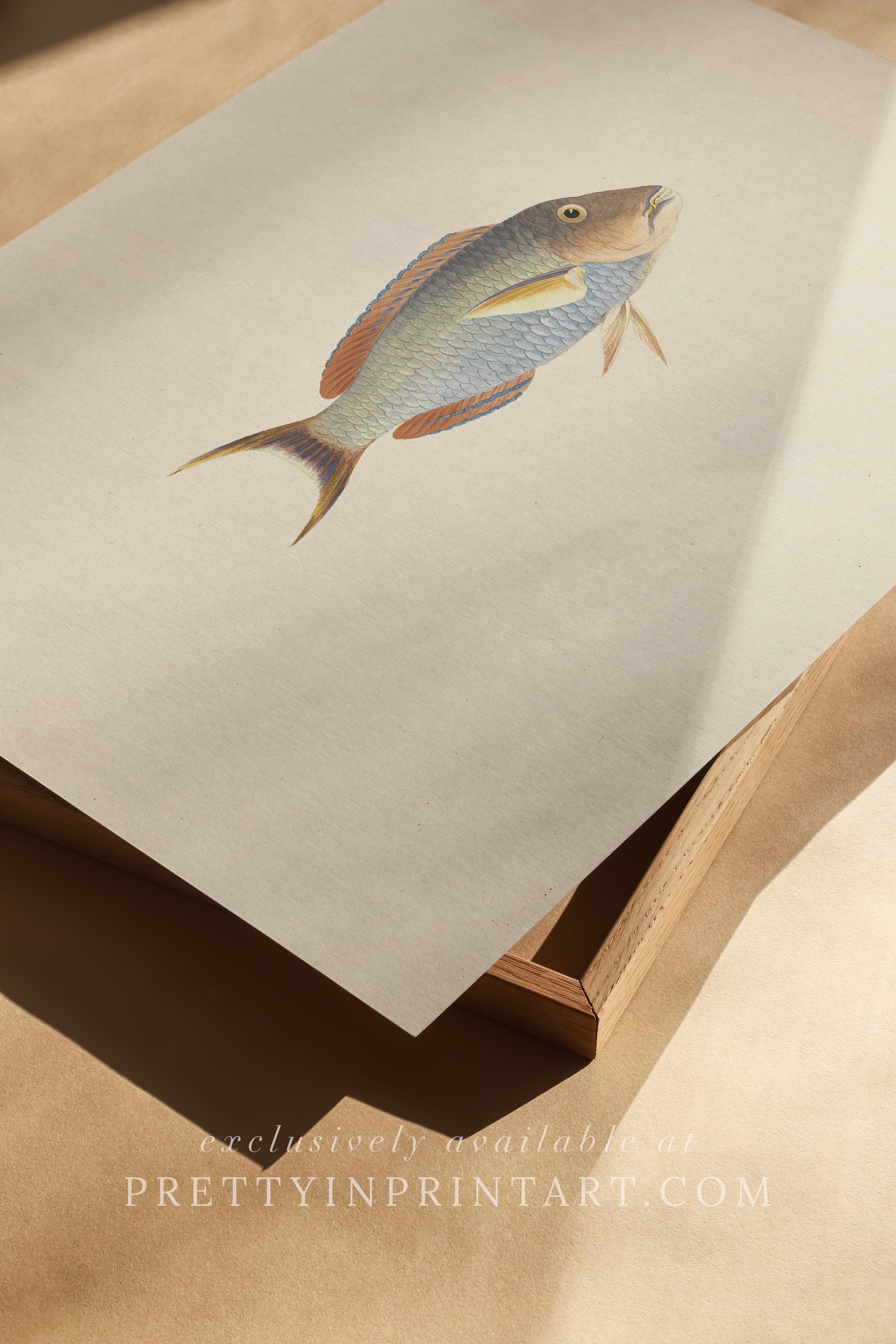 Vintage Fish Art Print 00706 |  Unframed