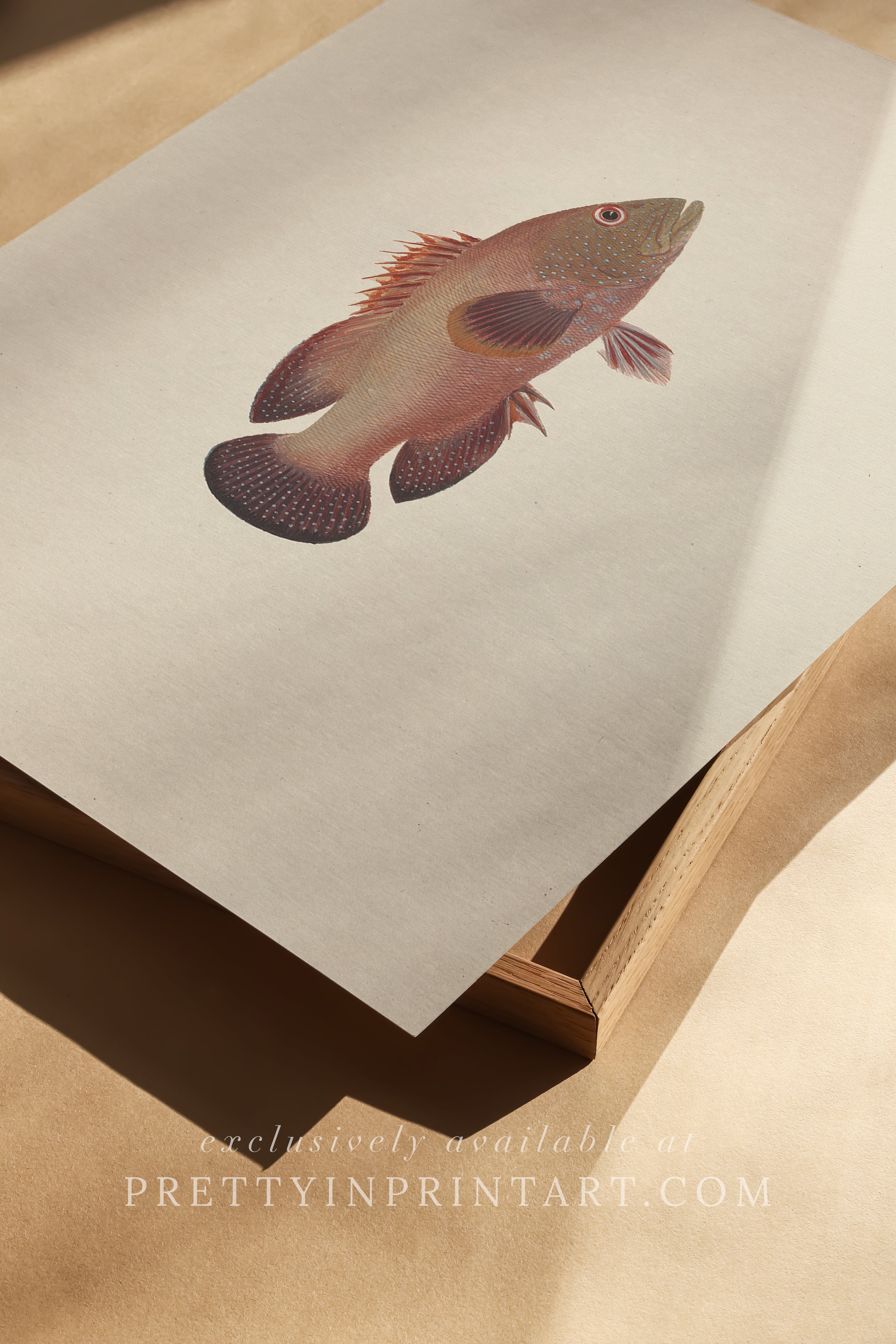 Vintage Fish Art Print 00710 |  Unframed