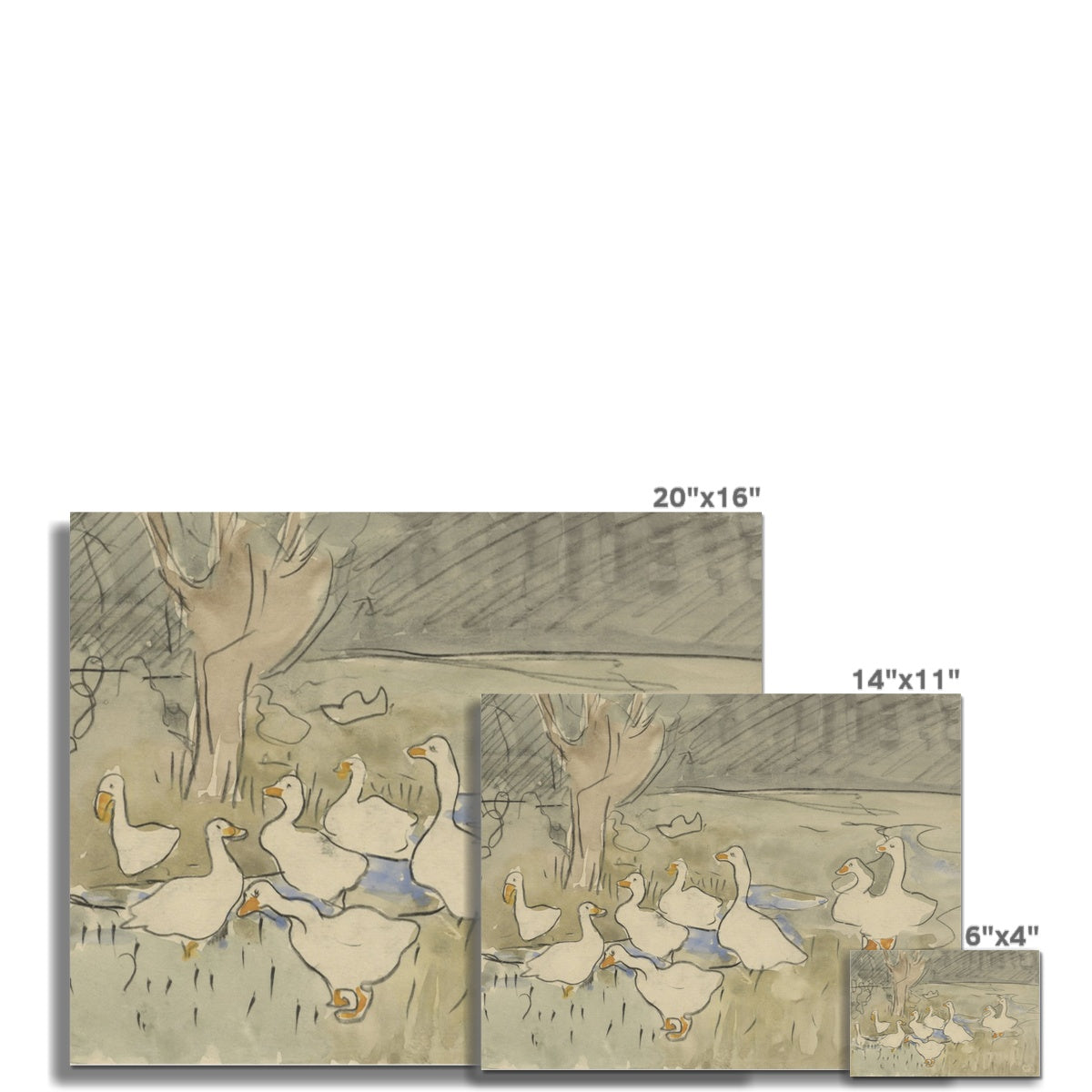 Vintage Duck Sketch Art 00549 |  Unframed