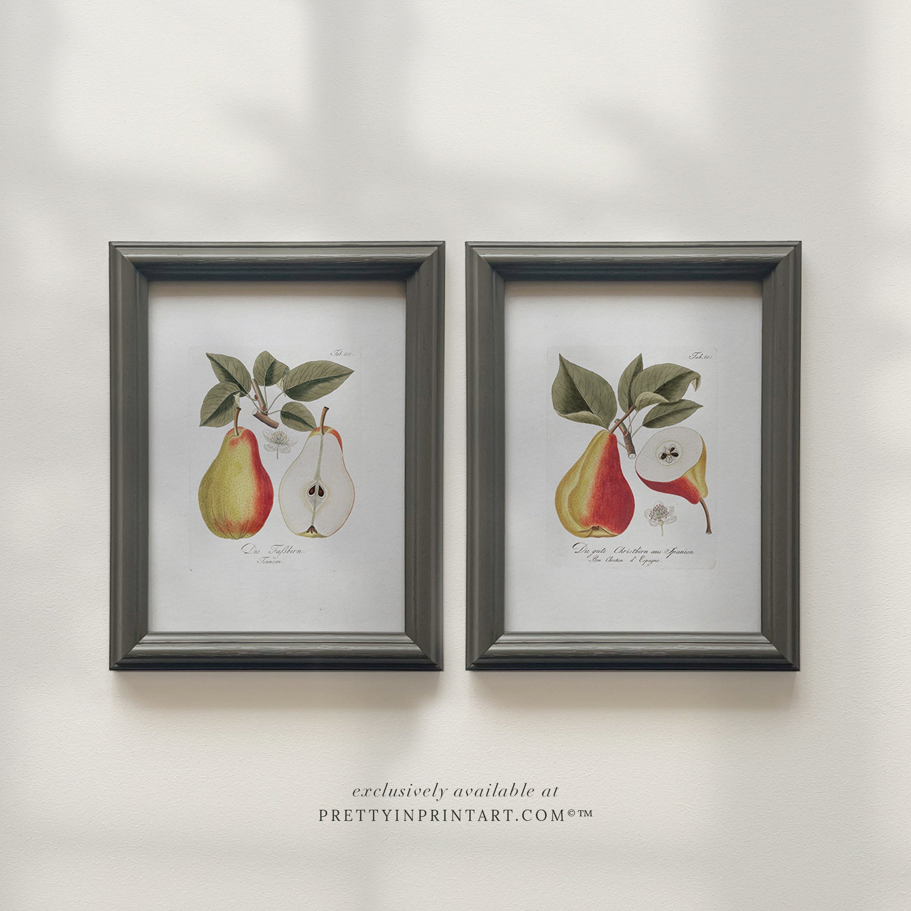 Vintage pear still life art print featuring classic fruit illustration, ideal for kitchen, dining room, or traditional home wall decor