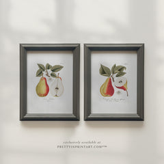 Vintage Pear Still Life Art Print 00262/1 | Framed in 00303