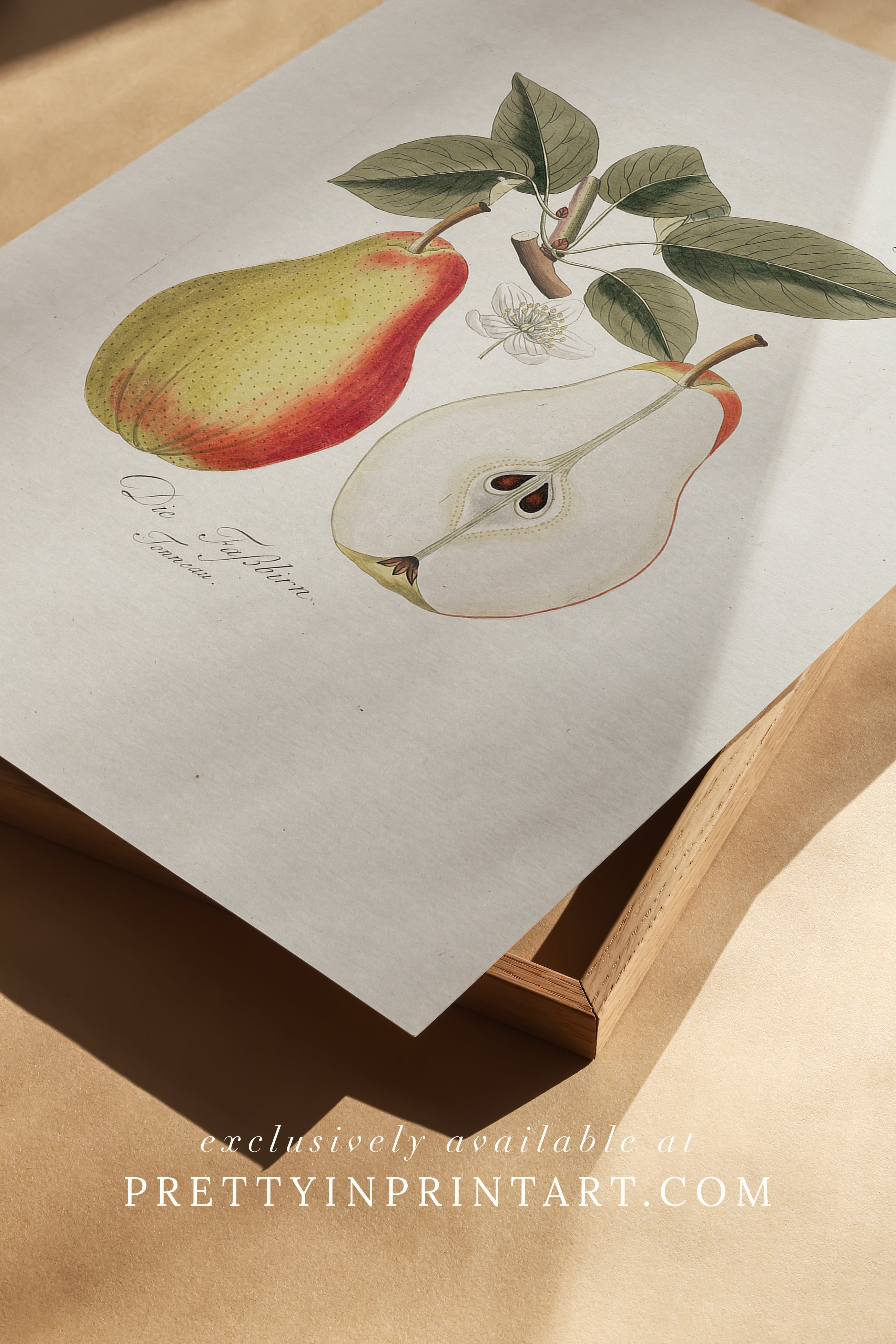 Vintage pear still life art print featuring classic fruit illustration, ideal for kitchen, dining room, or traditional home wall decor