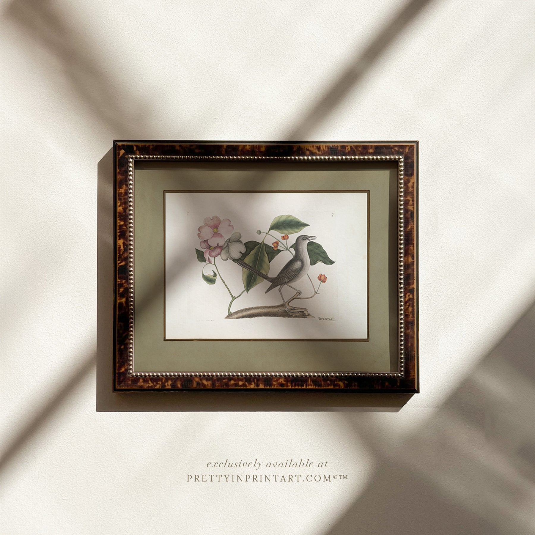Framed vintage bird art print – antique bird illustration in solid wood Italian frame with tortoise-effect finish