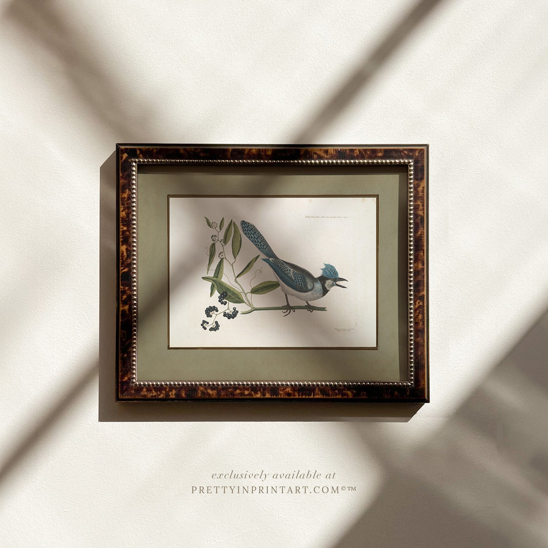 Framed vintage bird art print – antique bird illustration in solid wood Italian frame with tortoise-effect finish
