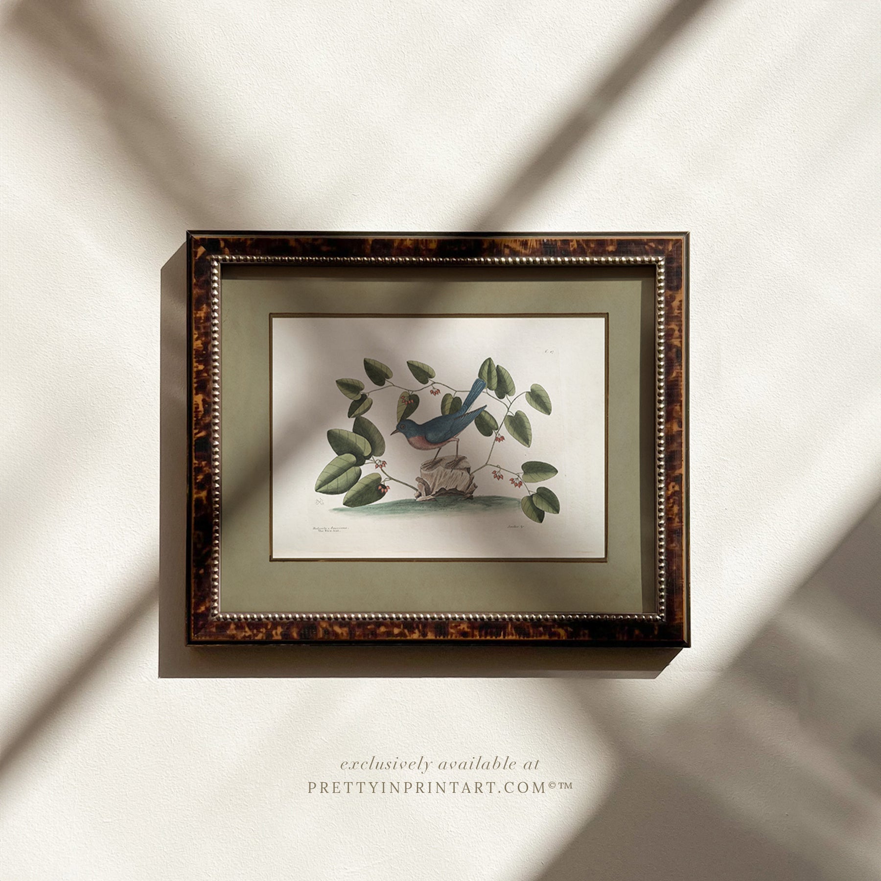Framed vintage bird art print – antique bird illustration in solid wood Italian frame with tortoise-effect finish