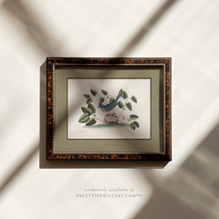 Framed Vintage Bird Art; 00916 (BRN-TOR-2124)