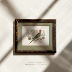 Framed Vintage Bird Art; 00917 (BRN-TOR-2124)