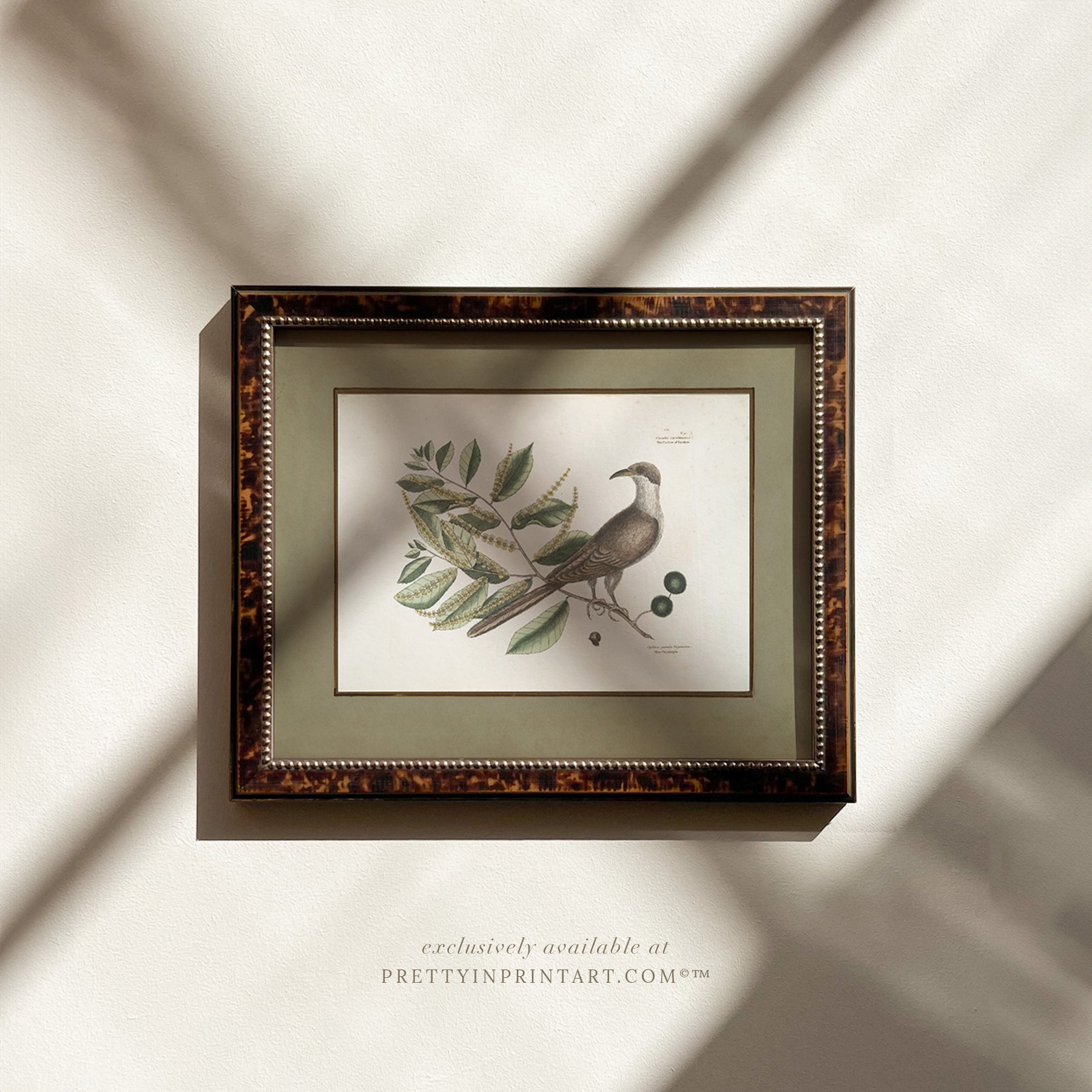 Framed vintage bird art print – antique bird illustration in solid wood Italian frame with tortoise-effect finish