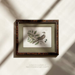 Framed Vintage Bird Art; 00918 (BRN-TOR-2124)