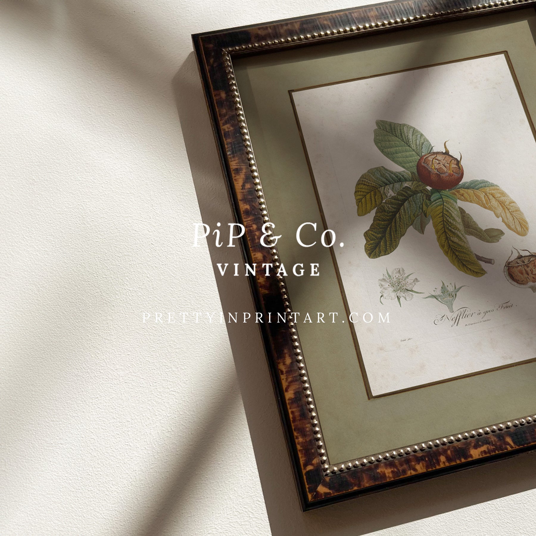 Framed vintage medlar fruit botanical print in tortoise effect frame, showcasing antique botanical illustration