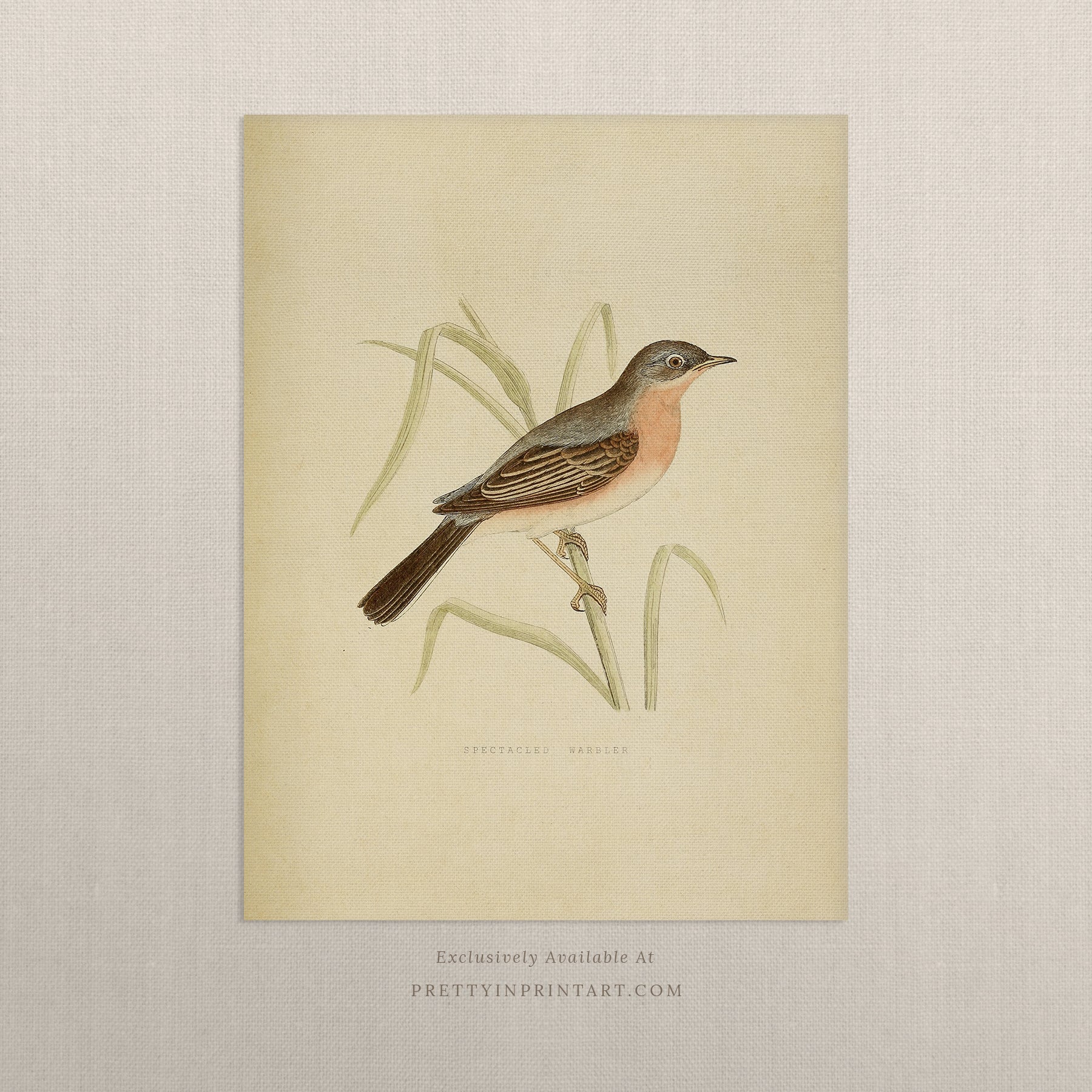 Classic Bird Illustration – Vintage Nature Print 003 |  Unframed