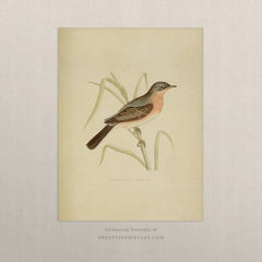 Classic Bird Illustration Art Print – Vintage Nature Wall Art, Unframed (003)