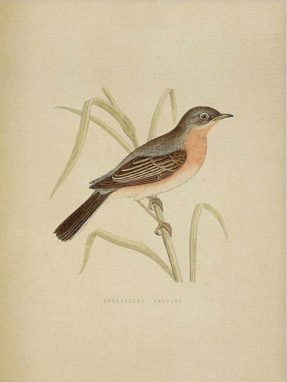 Classic Bird Illustration – Vintage Nature Print 003 |  Unframed