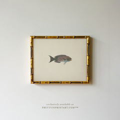 Vintage Fish Art Print 00704 in Gold Bamboo Frame (0178)