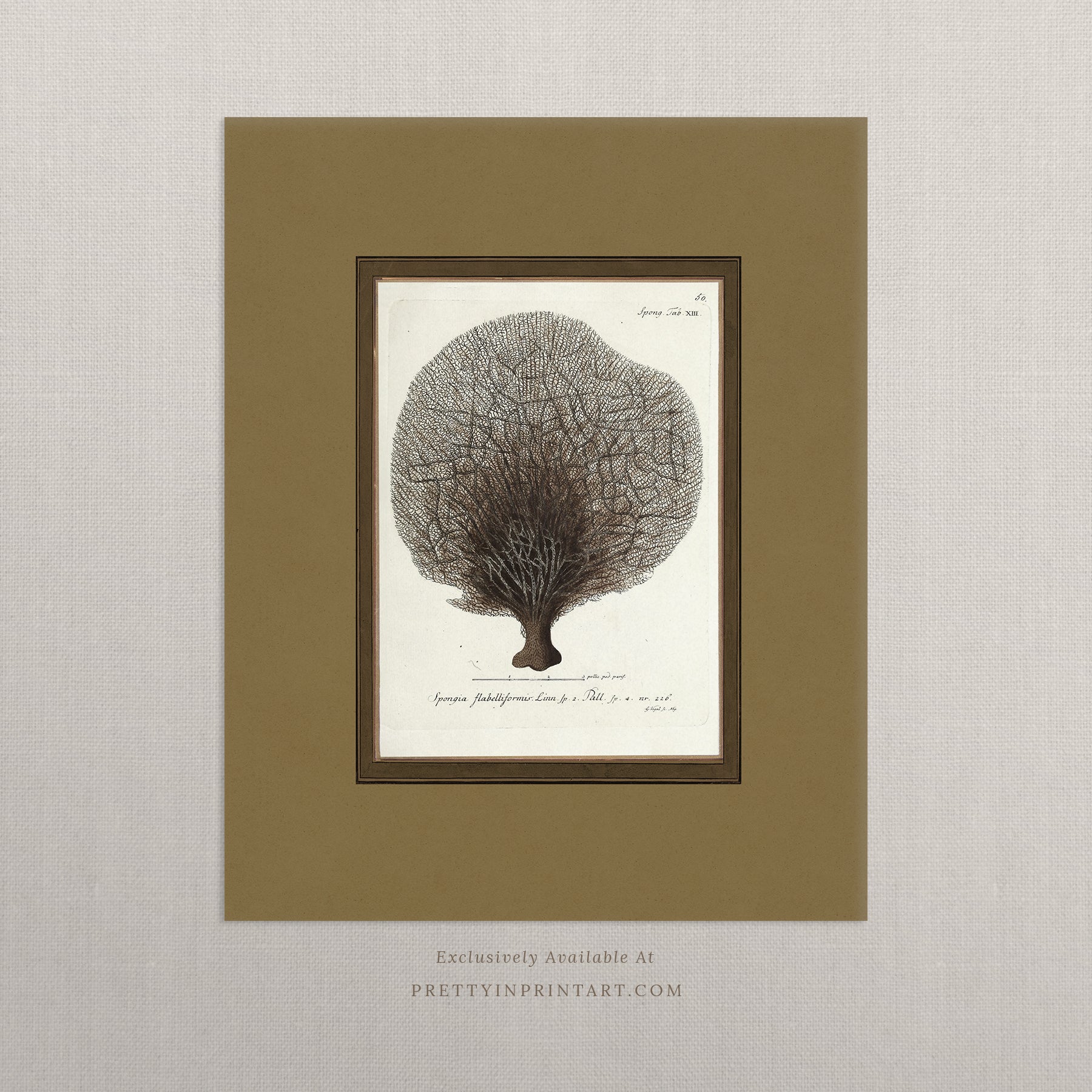 Vintage sea sponge still life botanical art print unframed