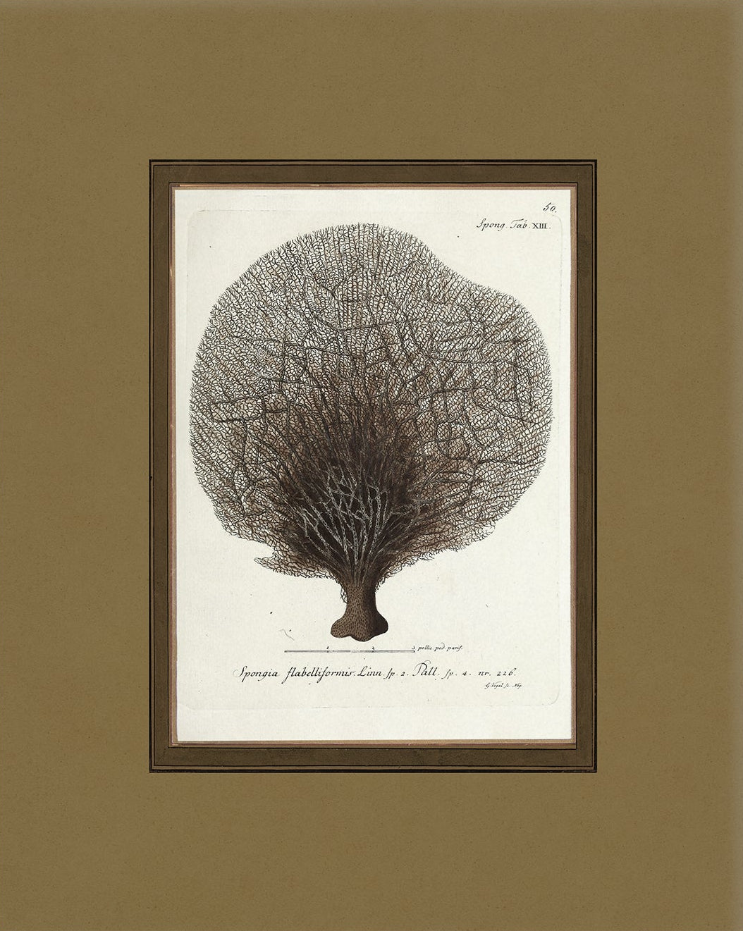 Vintage Sea Sponge Art Print 004 |  Unframed