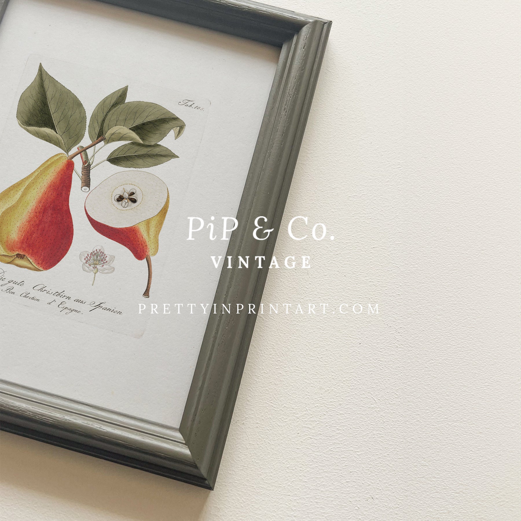 Vintage pear still life art print featuring classic fruit illustration, ideal for kitchen, dining room, or traditional home wall decor