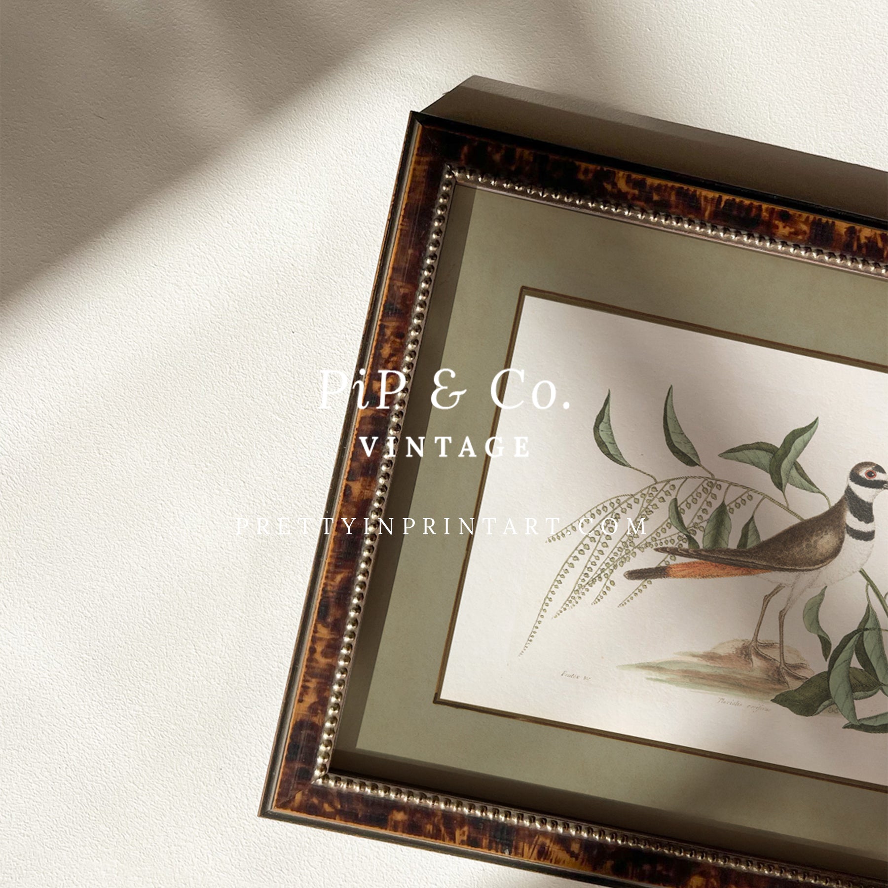 Framed vintage bird art print – antique bird illustration in solid wood Italian frame with tortoise-effect finish