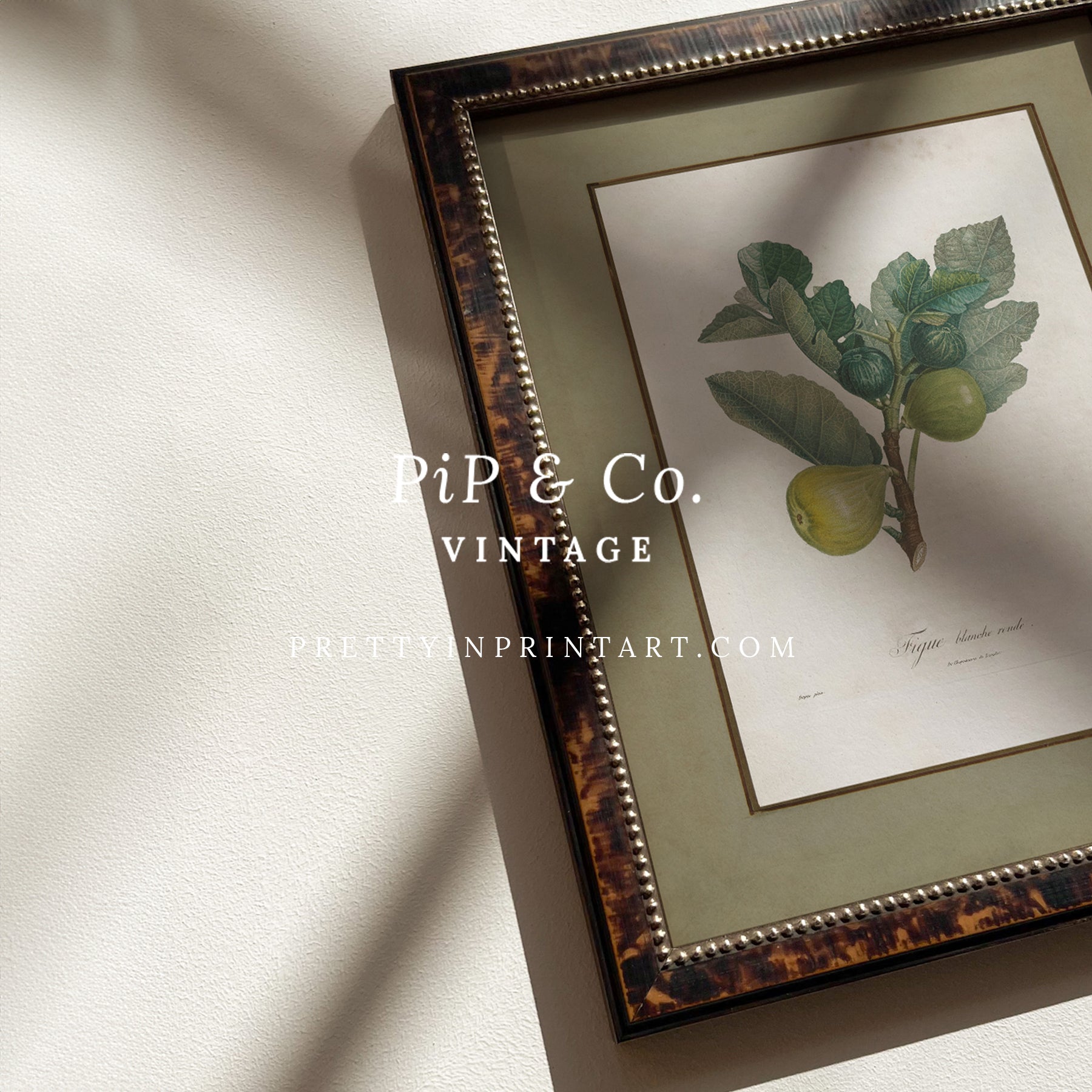 Framed vintage fig fruit botanical print in tortoise effect frame, showcasing antique botanical illustration