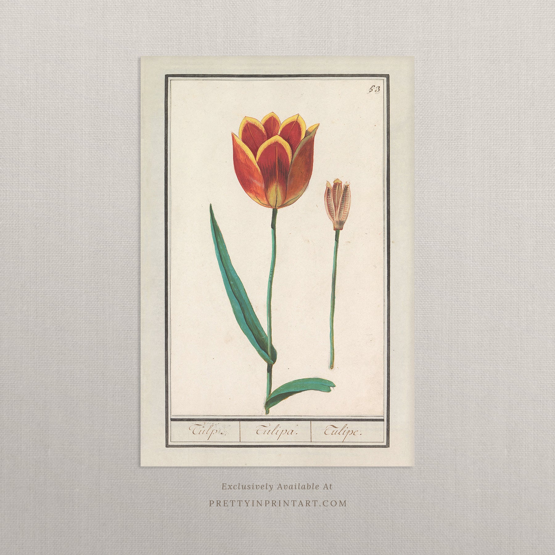 Vintage Flower Art | 006 |  Unframed