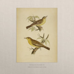 Nature Wall Art – Vintage Bird Print for Traditional Interiors 005 |  Unframed