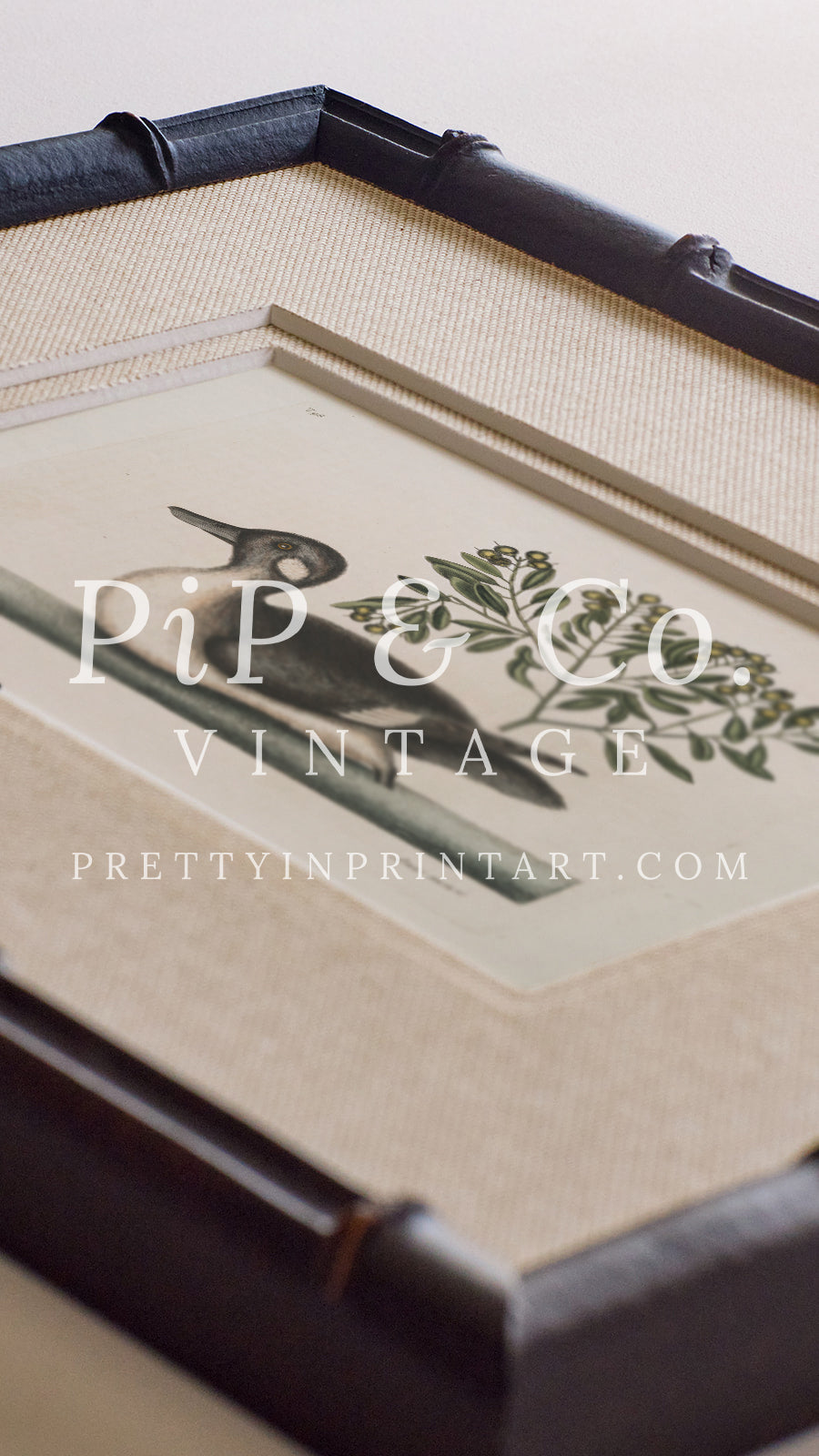 Framed & Mounted Vintage Duck Art 003482 | 269