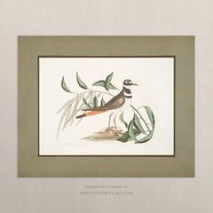 Vintage Bird Art Print – Printed Sage-Green Border, Unframed (00913)
