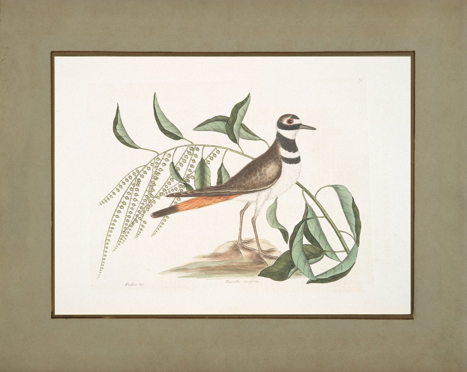 Vintage Bird Art Print 00913 |  Unframed