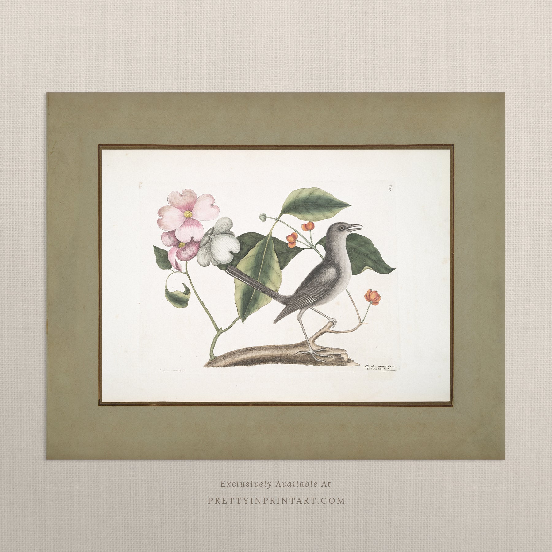 Framed vintage bird art print – antique bird illustration in solid wood Italian frame with tortoise-effect finish