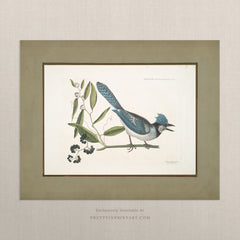 Vintage Bird Art Print – Printed Sage-Green Border, Unframed (00915)