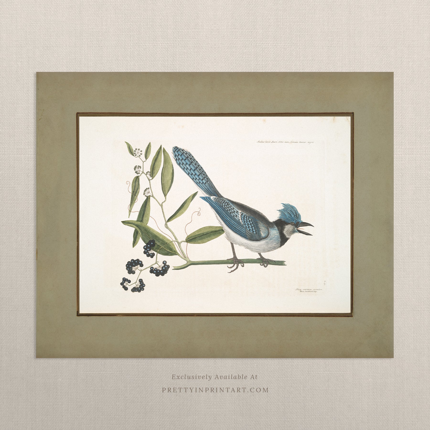 Framed vintage bird art print – antique bird illustration in solid wood Italian frame with tortoise-effect finish