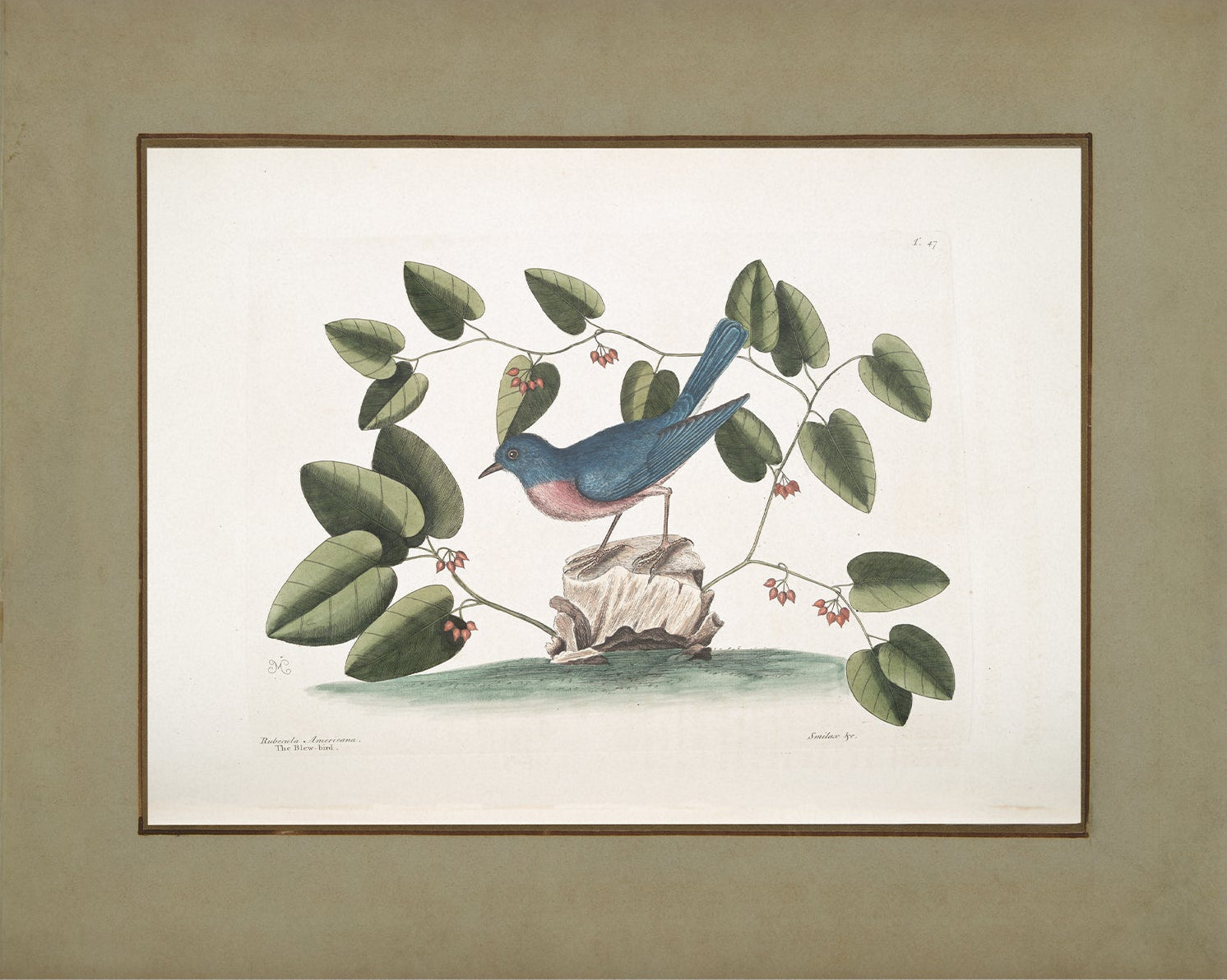 Vintage Bird Art Print 00916 |  Unframed