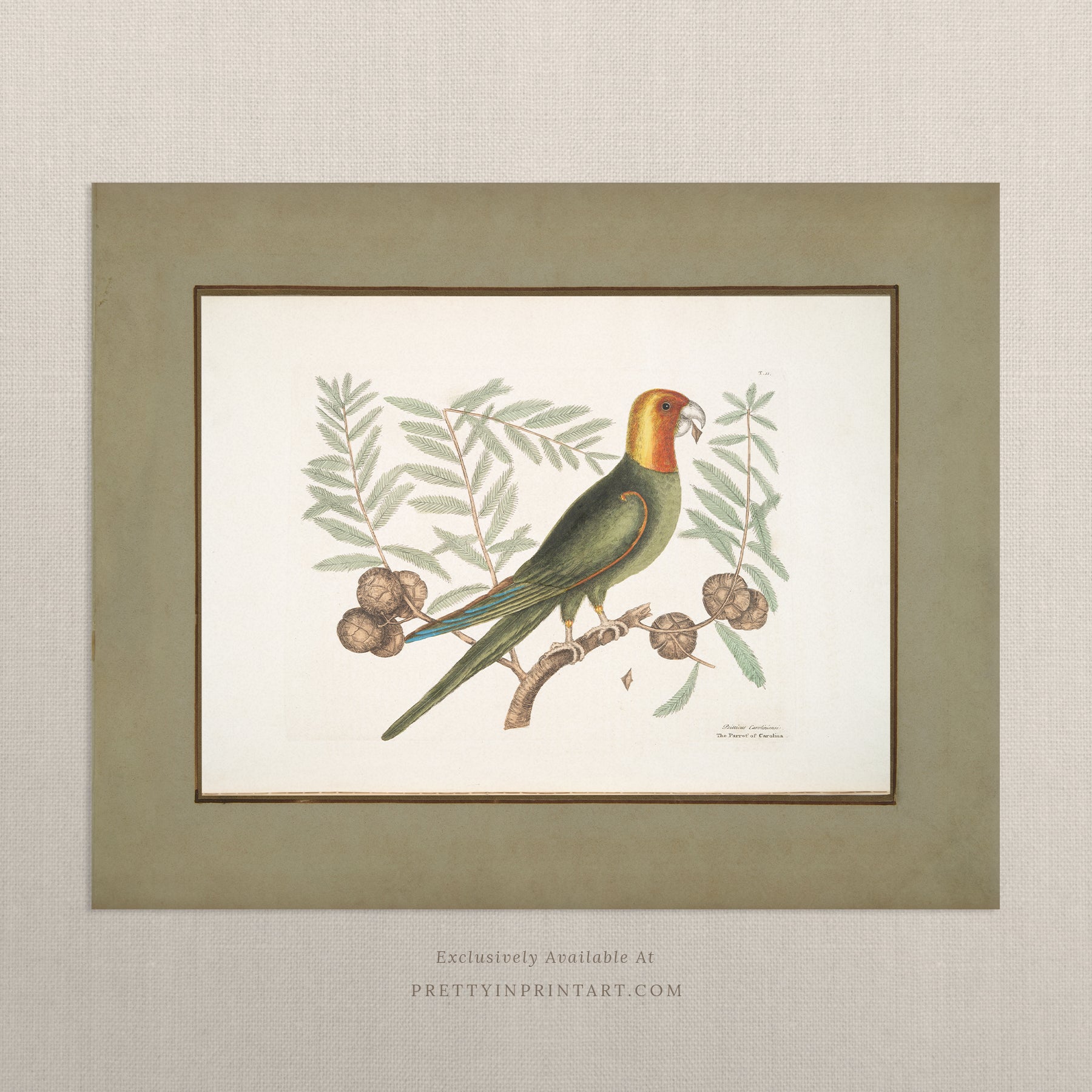Framed vintage bird art print – antique bird illustration in solid wood Italian frame with tortoise-effect finish