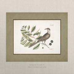 Vintage Bird Art Print 00918 |  Unframed